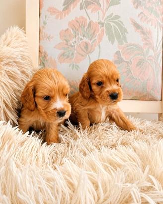 Cuccioli di Cocker Spaniel inglese