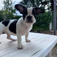 Bulldog francese