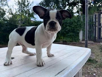 Bulldog francese