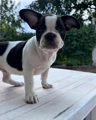 Bulldog francese