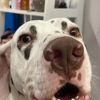 Maschio Dalmata Fegato per monta