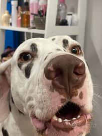 Maschio Dalmata Fegato per monta