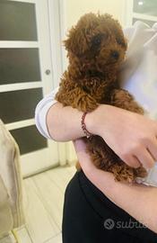 Barboncino Toy Rosso