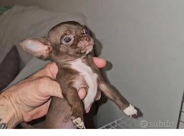 ultimo maschietto di chihuahua mini toy