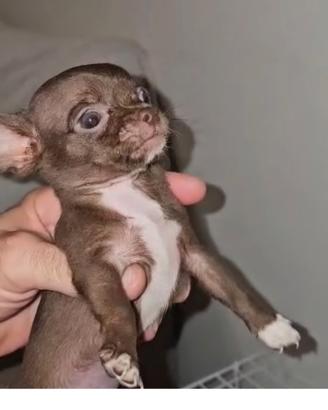 ultimo maschietto di chihuahua mini toy