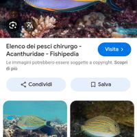 Pesche chirurgo acanturus lienearus