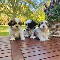 Cuccioli ShihTzu