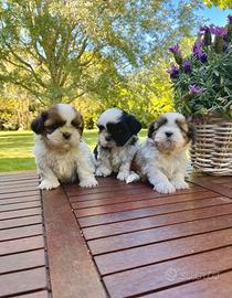 Cuccioli ShihTzu
