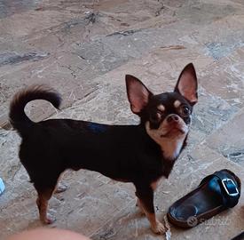 Chihuahua con pedigree x monta