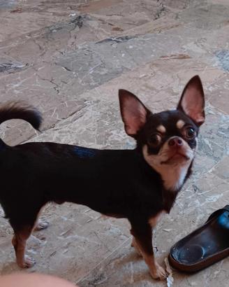 Chihuahua con pedigree x monta