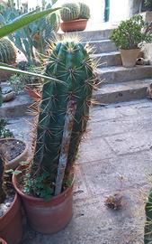 trichocereus cuzcoensis Cactus colonnare