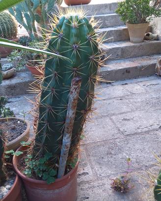 trichocereus cuzcoensis Cactus colonnare
