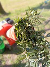 biotrituratore trinciato 