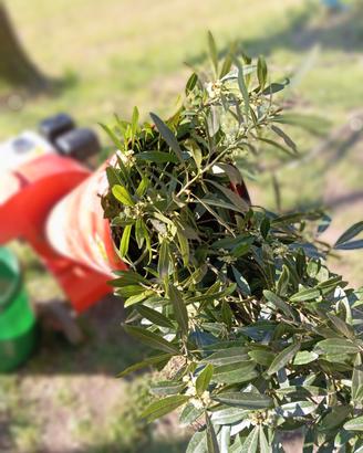 biotrituratore trinciato 