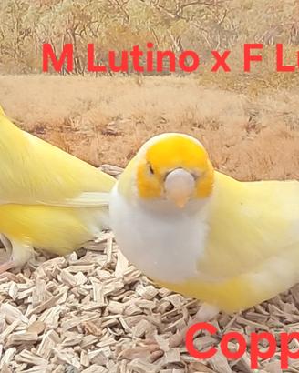 Diamanti di Gould