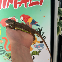Iguana