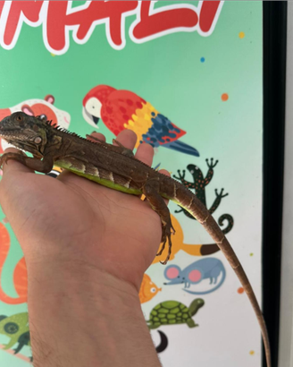 Iguana
