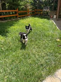 Cuccioli border collie
