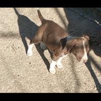 Beagle springer spaniel