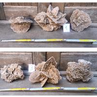 Lotto rose del deserto pietra minerale fossile