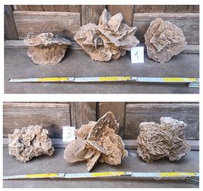 Lotto rose del deserto pietra minerale fossile