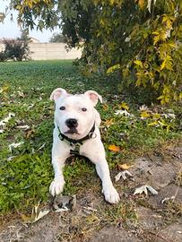 Staffordshire Bull Terrier per monta