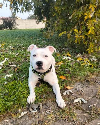 Staffordshire Bull Terrier per monta