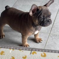 Bouledogue francese ( bullo delle brughiere)