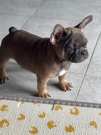 Bouledogue francese ( bullo delle brughiere)