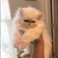 Gattini persiani ed esotici