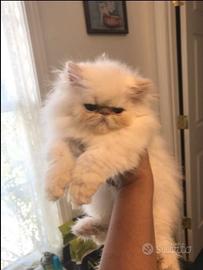 Gattini persiani ed esotici