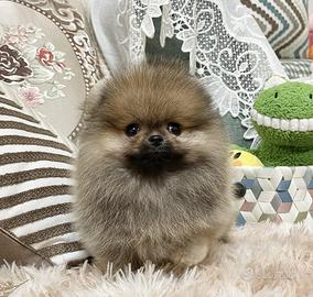 Cuccioli di spitz pomerania maschi femmine