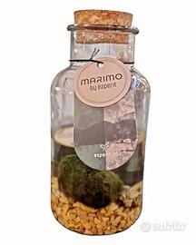 Marimo Nuovo