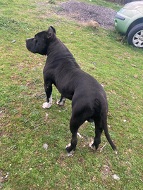 Cuccioli Amstaff