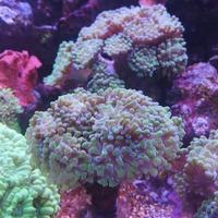 Euphyllia parancora