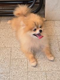 Spitz di Pomerania adulta