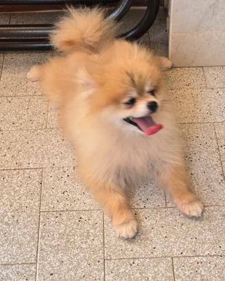 Spitz di Pomerania adulta
