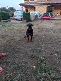 cucciola rottweiler 