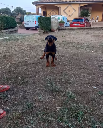 cucciola rottweiler 