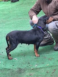 Kopov femmina pronta caccia al cinghiale