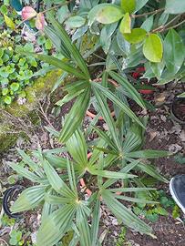 Palma 🌴 a 20€ 2 palme 40€  e nespolo 