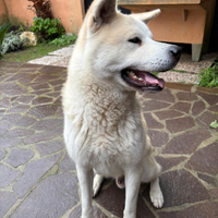 Akita inu