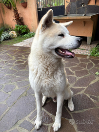 Akita inu