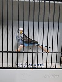 cocorite ala nera black wing