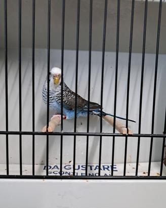 cocorite ala nera black wing