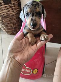 Bassotti cuccioli