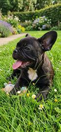 Bulldog francese