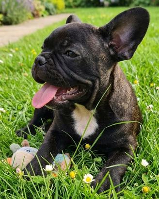 Bulldog francese