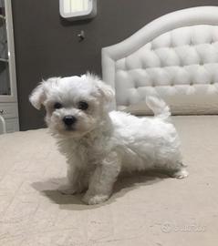 Cucciolo di maltese coreano