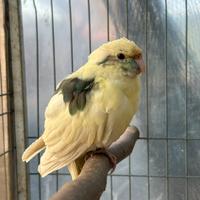 Kakariki femmina